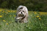 SHIH TZU 271